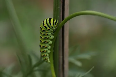 Monarch catapillar2 Stock Photos