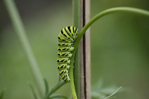 Monarch catapillar3 Stock Photos