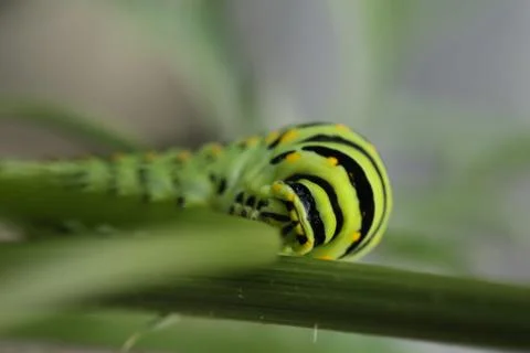 Monarch catapillar4 Stock Photos