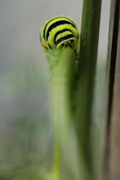 Monarch catapillar6 Stock Photos