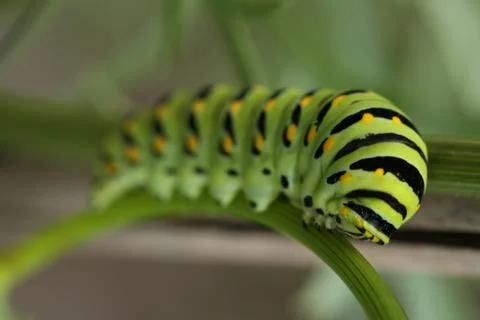 Monarch catapillar7 Stock Photos