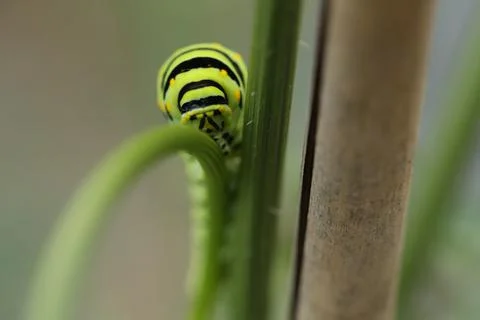 Monarch catapillar8 Stock Photos