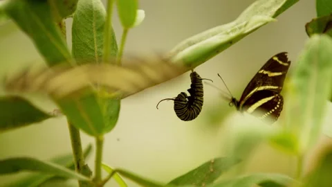 Monarch catepillar in j state harassed by other butterflies super slow motion 4k Stock Footage 205019092