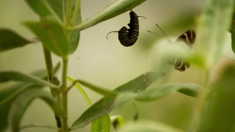 Monarch catepillar in j state harassed by other butterflies super slow motion 4k Stock Footage 205042137
