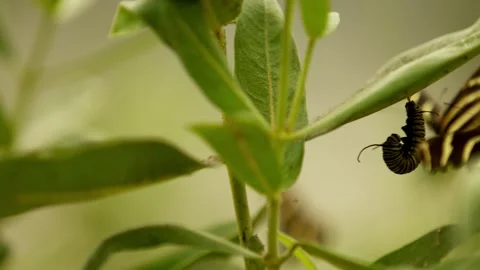 Monarch catepillar in j state harassed by other butterflies super slow motion 4k Stock Footage 205043644