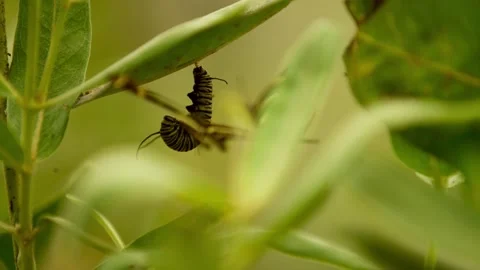 Monarch catepillar in j state with other butterflies flying super slow motion 4k Stock Footage 205043948