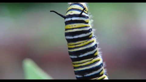 Monarch Caterpillar Abdomen Stock Footage 346845269