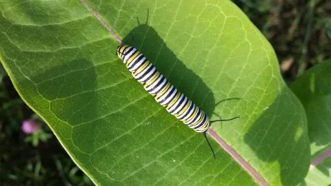Monarch Caterpillar Closeup on Milkweed Stock Photos