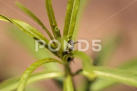 Monarch caterpillar, Danaus plexippus, in a butterfly garden Stock Photos