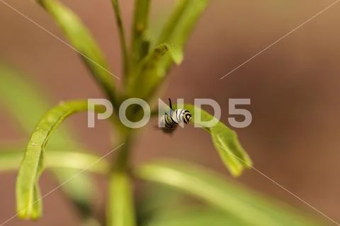 Monarch caterpillar, Danaus plexippus, in a butterfly garden Stock Photos