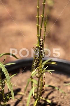 Monarch caterpillar, Danaus plexippus, in a butterfly garden Stock Photos
