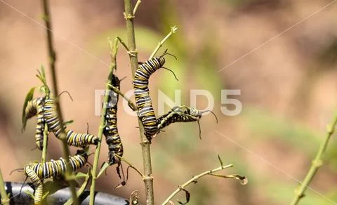 Monarch caterpillar, Danaus plexippus, in a butterfly garden Stock Photos