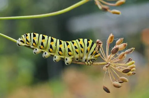 Monarch caterpillar on dill weed Stock Photos