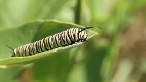 Monarch Caterpillar Eats Milkweed Stock Footage 202033574
