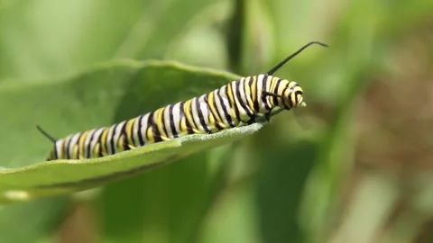 Monarch Caterpillar Eats Milkweed Vídeos de archivo 202033620