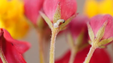 Monarch caterpillar emerges from egg Stock Footage 131472567