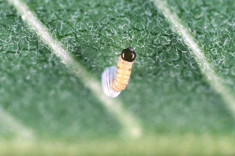 Monarch caterpillar emerging Stock Photos