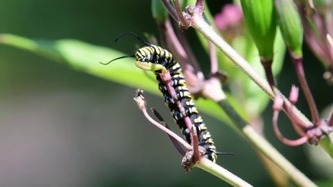 Monarch caterpillar feeding Stock Footage 113532309