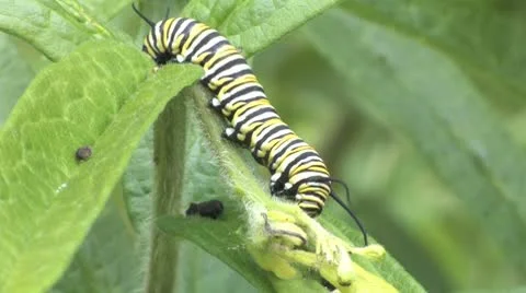 Monarch caterpillar Stock Footage 8946921