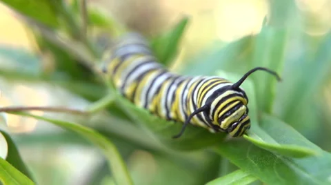 Monarch caterpillar Video stock 46840843