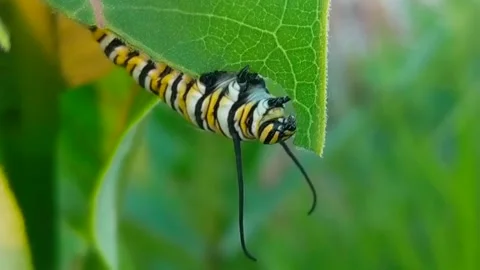 Monarch Caterpillar Illinois Stock Footage 277364697