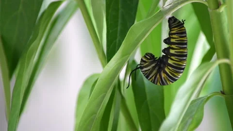 Monarch caterpillar in J-shape Stock Footage 136134611