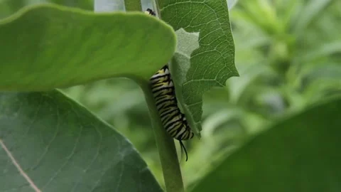 Monarch Caterpillar on Milkweed Stock Footage 201621131