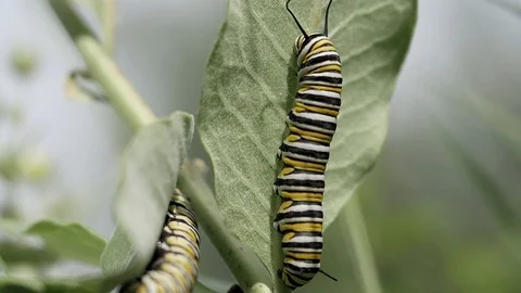 Monarch caterpillar on a milkweed leaf. Video stock 94155161