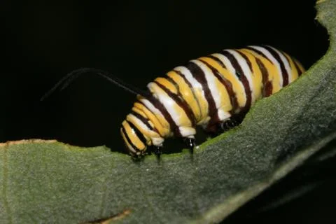 Monarch caterpillar Stock Photos