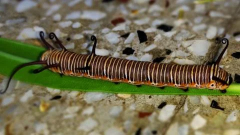 Monarch caterpillar Stock Photos