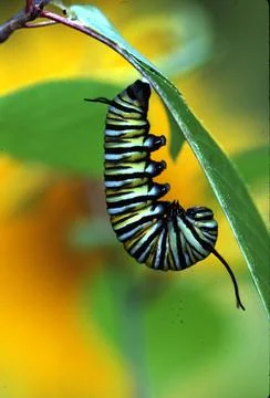 Monarch Caterpillar Stock Photos