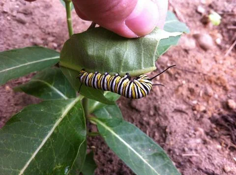 Monarch caterpillar Fotos de archivo
