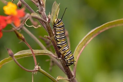Monarch Caterpillar  Stock Photos