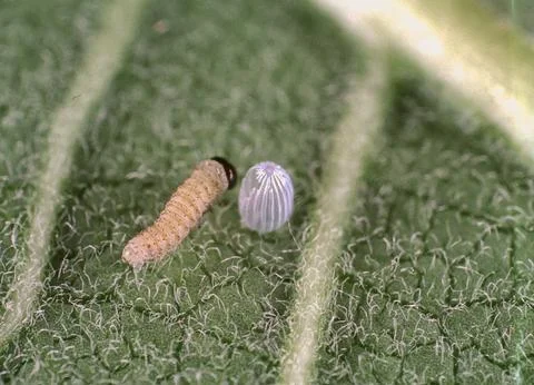 Monarch Caterpillar Stock Photos