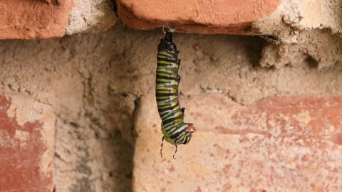 Monarch caterpillar transforming into chrysalis Stock Footage 260764401