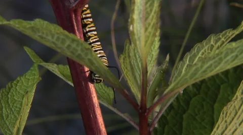 Monarch caterpillar walks down stem Stock Footage 46544416