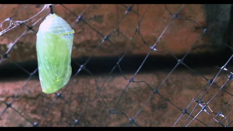 Monarch Chrysalis Stock Footage 338134751