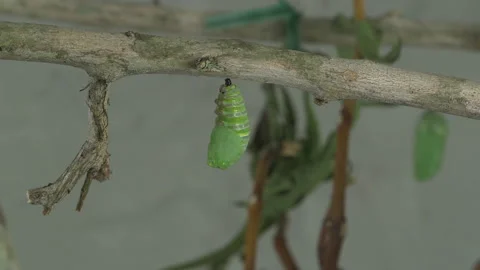 Monarch chrysalis formation Stock Footage 168048761