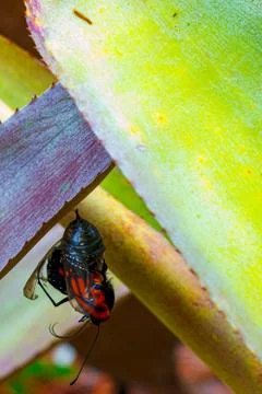 Monarch chrysalis hatching Stock Photos