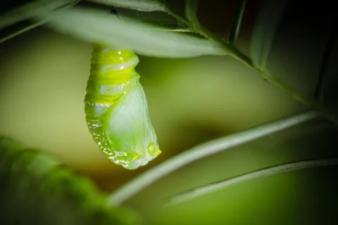Monarch Chrysalis 库存照片
