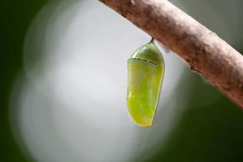 Monarch Chrysalis 스톡 사진