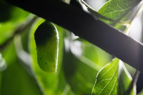 Monarch Chrysalis 스톡 사진