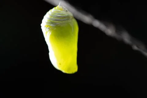 Monarch Chrysalis 스톡 사진