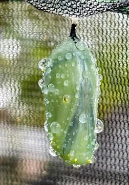 Monarch-chrysalis Stock Photos