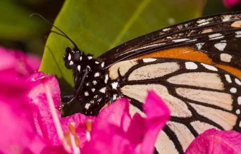 Monarch closeup Stock Photos