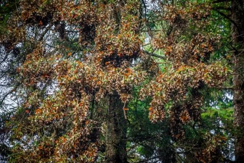 Monarch colony Stock Photos