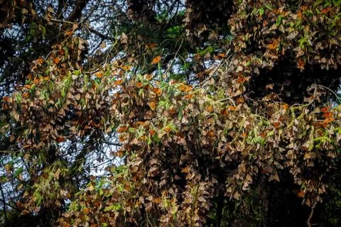 Monarch colony Stock Photos