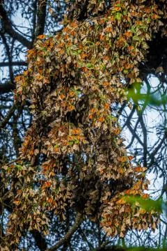 Monarch colony Stock Photos