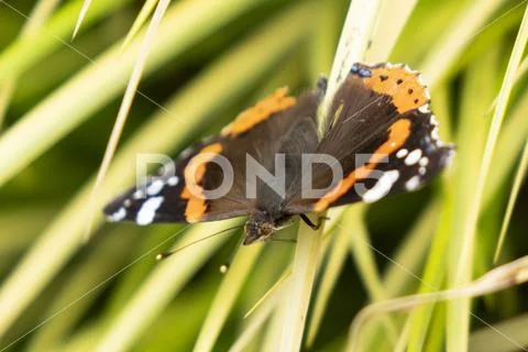 Monarch, Danaus plexippus, butterfly in nature habitat. Nice insect from Turk Stock Photos