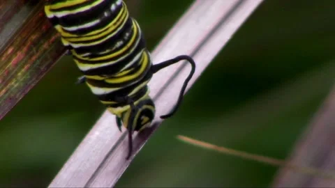 Monarch (Danaus Plexippus) Caterpillar Crawling on Leaf Stock Footage 238727658